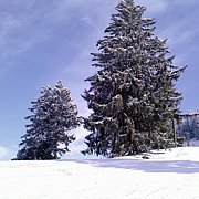 Schlitteln2010 (073).jpg