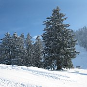 Schlitteln2010 (106).JPG