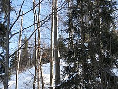schlitteln20120218 (14).JPG