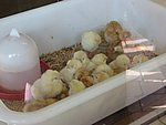 IMG_0344.JPG