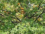 IMG_0347.JPG